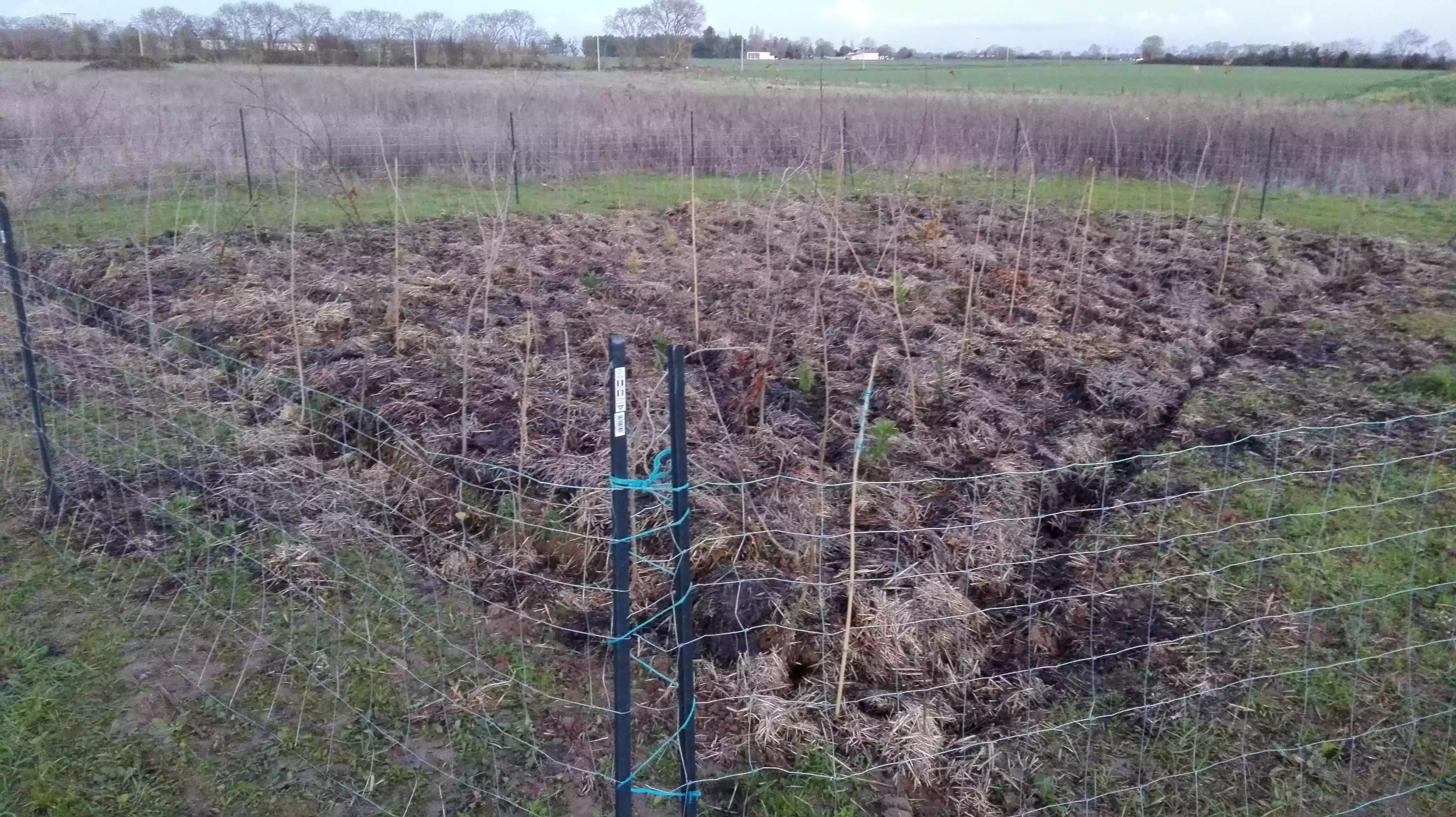 Mini-forêt Miyawaki - Avant